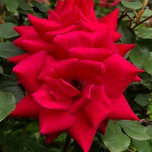 Meet your Posher, Glenna